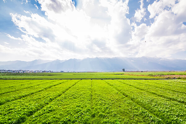 Agricola